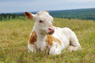 Small calf lies on a grass