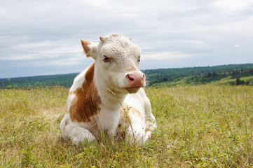 Small calf lies on a grass