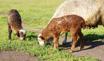 Obraz premium The lamb and sheep are grazing on a meadow