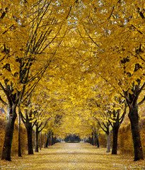 Fototapeta premium Autumn alley