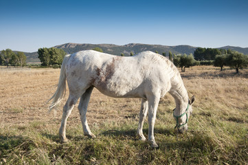 Caballo pastando