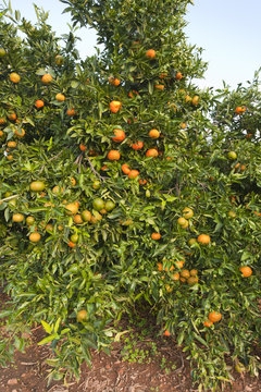 Tree with fruit