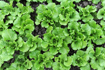 lettuce vegetable salad growing in rural farmland