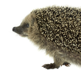 hedgehog portrait