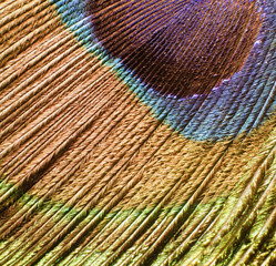 peacock feather detail