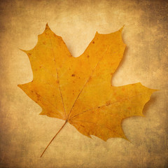 yellow maple leaf over grunge background