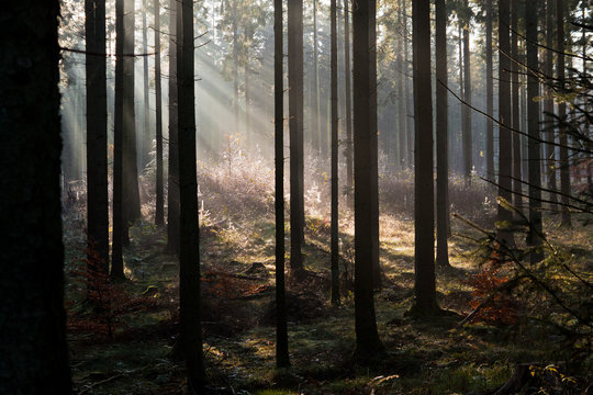 Fototapeta Autumn morning in Rold Skov Denmark