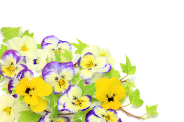viola and ivy