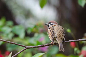 tree sparrow