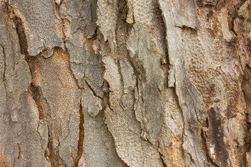 Wood seamless pattern.