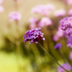 Verbena Flowers