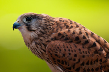 Turmfalke
