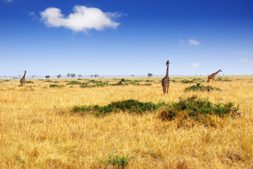 African savannah