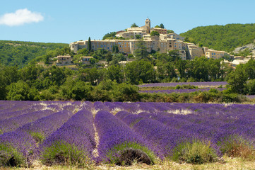 Lavandes à Banon