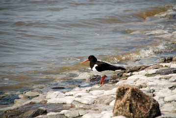 Austernfischer an der Nordsee