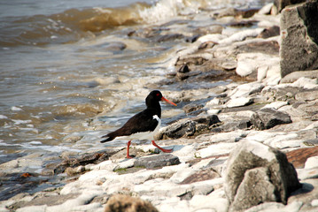 Austernfischer an der Nordsee