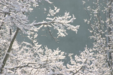 Mit Schnee bedeckte Äste