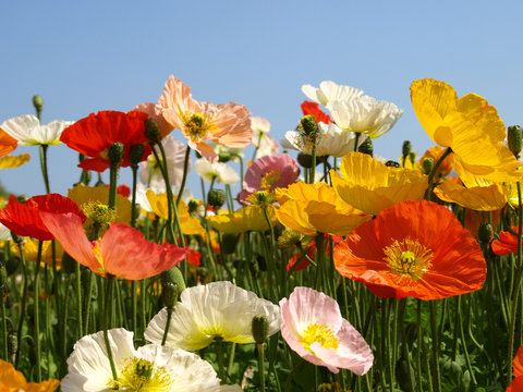 Fototapeta Islandmohn