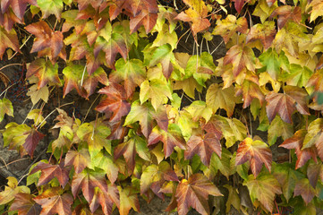 Ivy wall colorful background