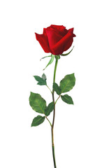 beautiful red rose isolated on white