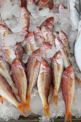 red mullet fresh fish on ice at the fish mongers