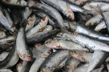 fresh sardine  on ice at the fish mongers