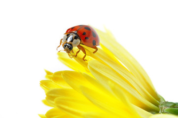 Marienkäfer auf gelber Gerbera