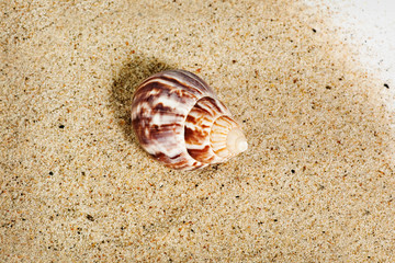 seashell