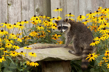 raccon drins from daisy surrounded birdbath