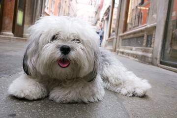 Small dog lying on a street