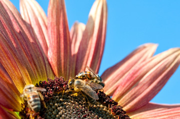 Three bees working on red sunflower