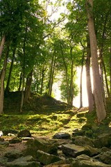 Fototapeta premium Sunshine in a forest.