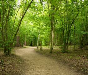 Fototapeta na wymiar Path in a beautiful forest.