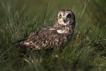 Short - eared Owl  tw0074