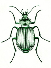 Green bug