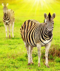 Fototapeta na wymiar Dzikie zebry kontynencie afrykańskim