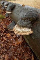 Mushrooms on trunk
