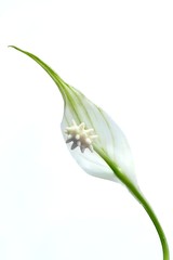 Peace Lily