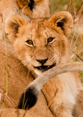 Lwiątko © m_cichosz