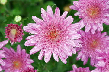 розовые цветы