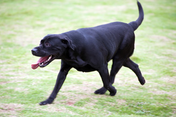 Labrador dog running