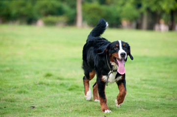 Bernese mountain dog