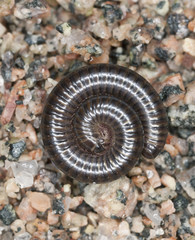 Millipede (Blaniulidae) in defensive position
