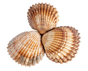 Seashells