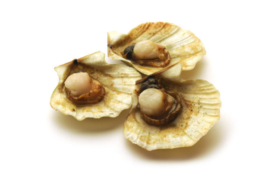 Chlamys opercularis
