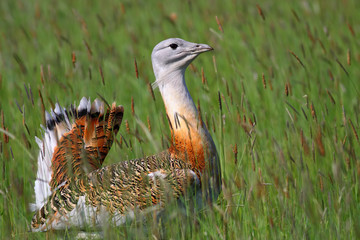 Great bustard