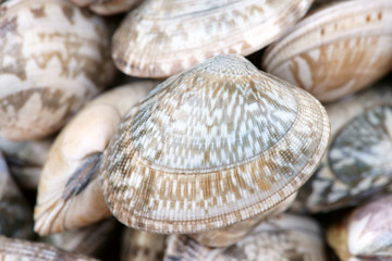 Oyster shell background
