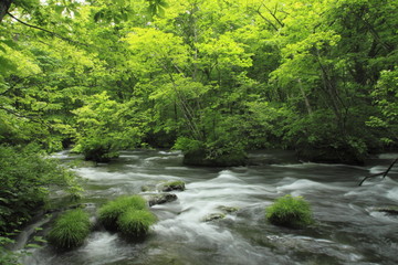 Fototapeta na wymiar Górski potok Oirase świeżej zieleni