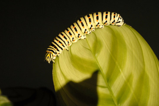 Oruga en una hoja
