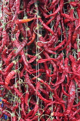 Fototapeta premium dried Chili hanging on string